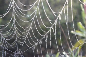 Dew Beaded Web | 1pic2pick