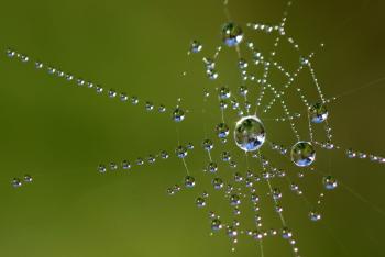 Beaded Web