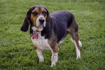 Beagle - Wikipedia