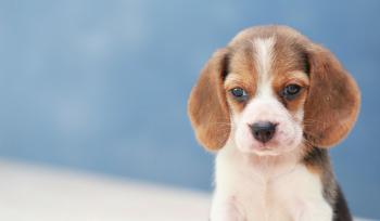 How to Crate Train a Beagle Puppy