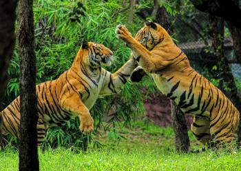File:Royal bengal tiger play.jpg - Wikimedia Commons