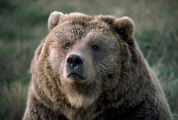 What Do You Do With a Bear That Kills a Person?