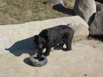 Bear playing with tire