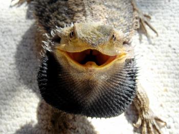 Pogona - Wikipedia