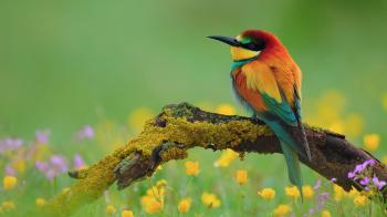 Beautiful Bird : pics