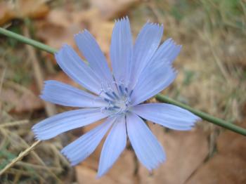 Beautiful blue garden flower