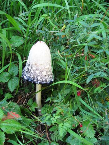 Beautiful edible mushroom