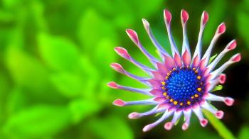 Wallpaper Beautiful flower, Green background, Macro, 4K, HD, Flowers ...