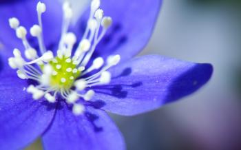 Beautiful little blue flowers - macro wallpaper