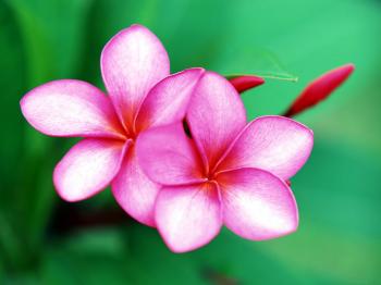 Marvellous Xpx Pics With Flowers Flower Photo Flowers To Horrible ...