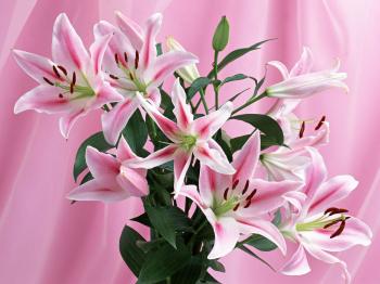 Beautiful flowers | beautiful flowers wallpapers beautiful flowers ...