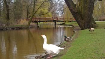 Beautiful Goose with Angel Wing drinking water in Oosterpark ...