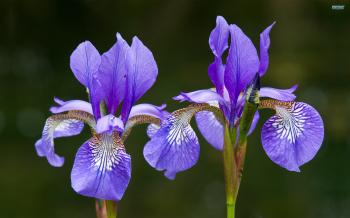 Two beautiful iris wallpapers and images - wallpapers, pictures, photos