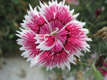Beautiful macro flower