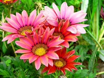 Flowers: Leaves Garden Green Grass Meadow Gazania Lovely Nature ...