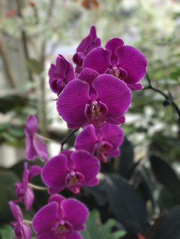 Orchids; Not Just a Tropical Treasure - Keep Indianapolis Beautiful