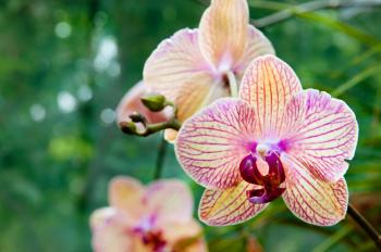 Beautiful Orchids