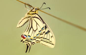 Beautiful Pattern on Butterfly
