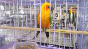 beautiful PARROTS for sale at a PET STORE - YouTube