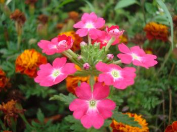 Beautiful pink garden flowers