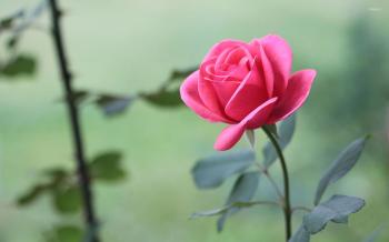 Beautiful pink rose wallpaper - Flower wallpapers - #33976