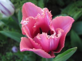 Beautiful pink tulip with curly edges