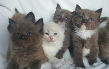 Available Ragdoll Kittens - AmorPurrfectRagdolls