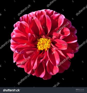 Beautiful Red Dahlia Flower Yellow Center Stock Photo 61944388 ...