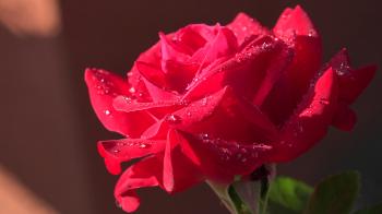 ULTRA HD 4K Beautiful red rose water drop summer rain sunlight ...