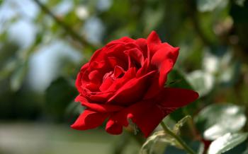 most beautiful red rose wallpaper