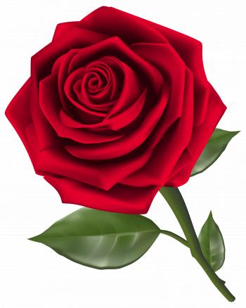 Beautiful Red Rose PNG Clipart - Best WEB Clipart