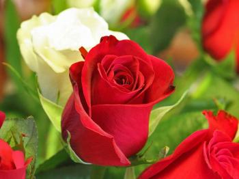 cliserpudo: Beautiful Rose Flowers Hd Wallpapers For Desktop Images