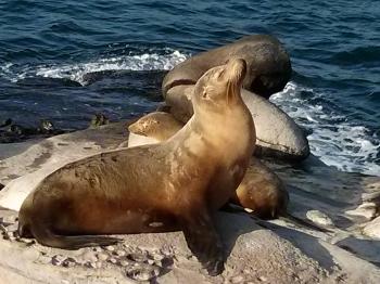Up Close With the Sea Lions | In the Pursuit of Writing
