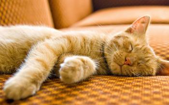 Beautiful Sleeping Cat Wallpaper 40325 2560x1600 px ~ HDWallSource.com