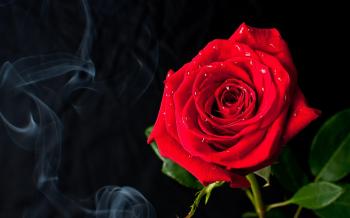 Flowers: Red Rose Smoke Flowers Beautiful Nature Passion World ...
