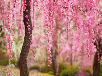 Beautiful spring, pink flowers bloom, trees wallpaper | flowers ...