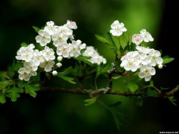 Download Free Beautiful White Flower Wallpapers | Most beautiful ...