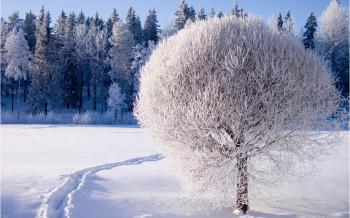 A beautiful white tree - covered with frost