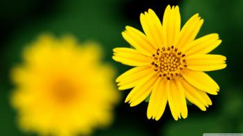 Beautiful Yellow Flowers Wallpaper Full Hd > Yodobi