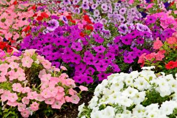 Flowers: Paradise Petunia Colorful Beautiful Petunias Flower Desktop ...