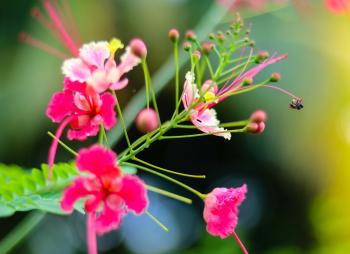 Sharing the beauty of nature through his lens: Subhash Haimraj ...