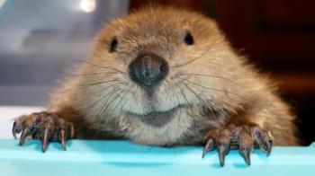 Justin Beaver, rescued as an orphan, makes dams out of toys