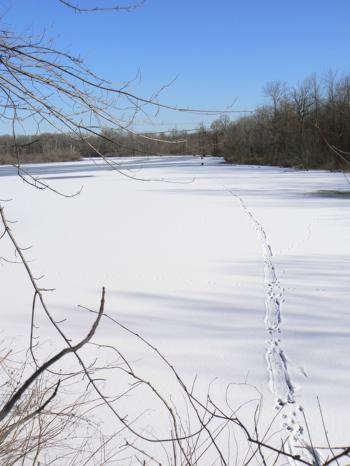Beaver tracks across frozen pond