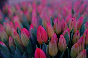 Bed of Pink Tulips Flower