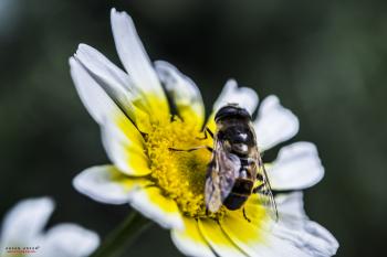 File:A BEE at work.jpg - Wikimedia Commons