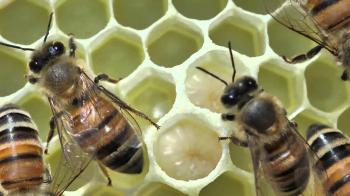 Honey bees close up tending a queen - YouTube