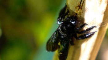 Black Carpenter Bee Eating Bamboo. Exotic Thailand. Sunny Koh Samui ...