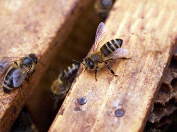 Bee - Closeup - My Beehyve