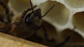 Macro Close Up of Bee Making Honey in a Honeycomb - Hive Swarm Stock ...