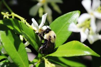 Closeup Bee Free Stock Photo - Public Domain Pictures